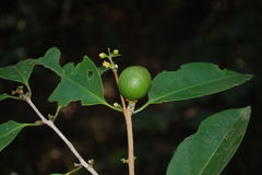Salacia oblonga